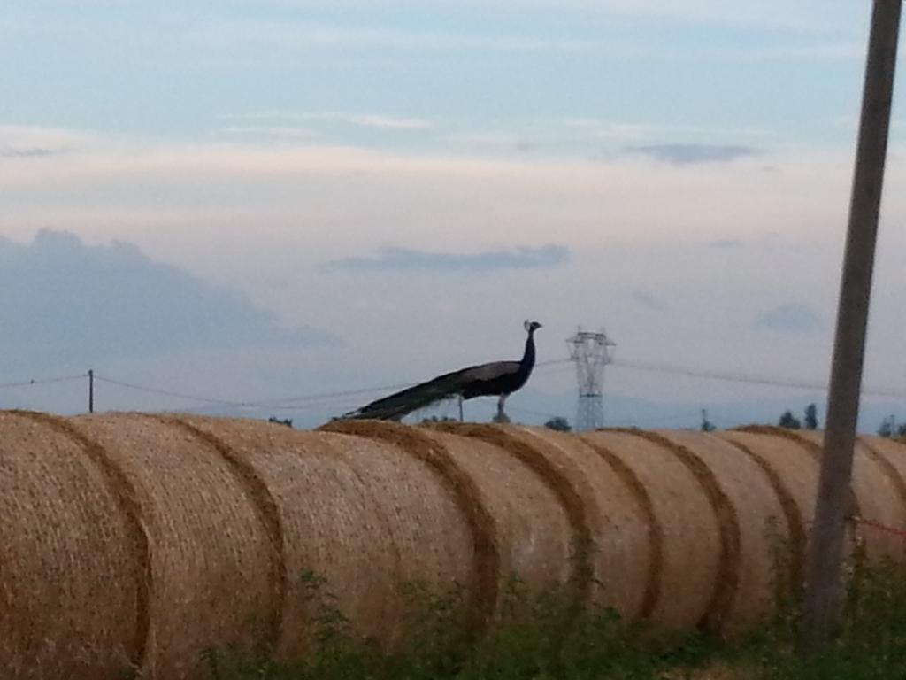 Agriturismo La Fattoria Del Boschetto Fontanellato Zewnętrze zdjęcie